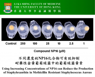 不同濃度的NP16化合物可有效抑制耐藥性金黃葡萄球菌中的葡萄球菌黃素。